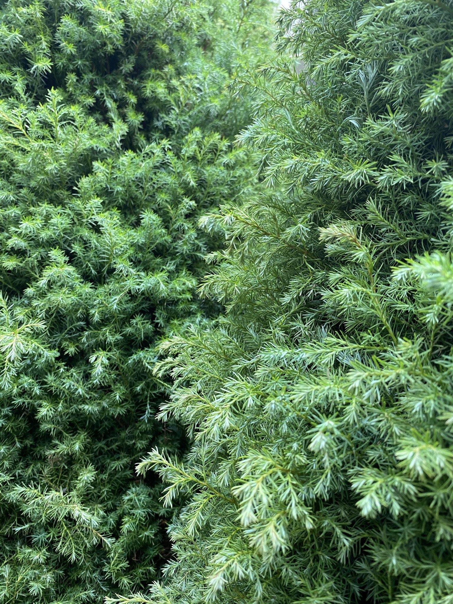 VARIEDAD PINO NAVIDEÑO 2021