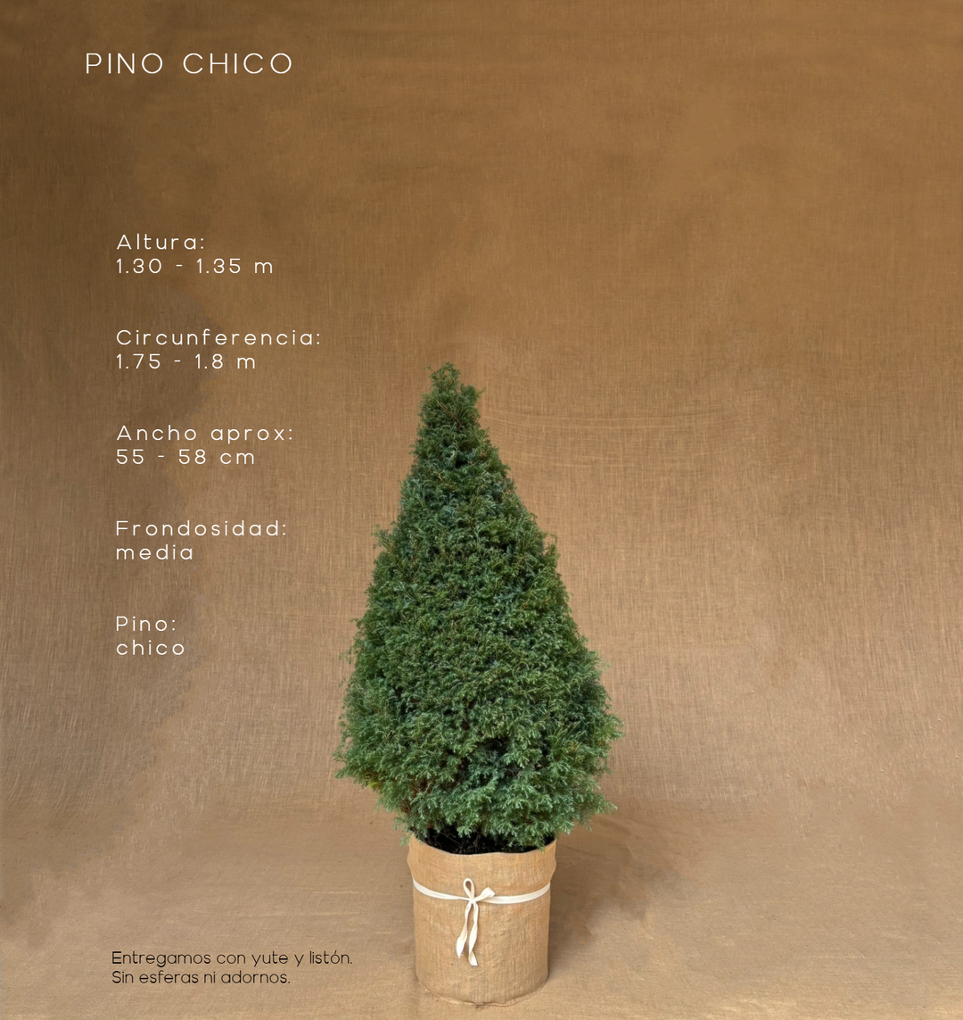 PINO CHICO ( 130 CM A 135 CM ) CON ENTREGA Y RECOLECCIÓN
