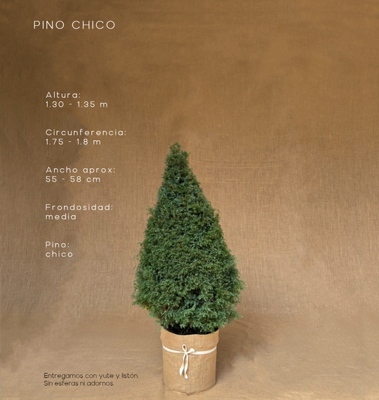 PINO CHICO ( 130 CM A 135 CM ) CON ENTREGA Y RECOLECCIÓN
