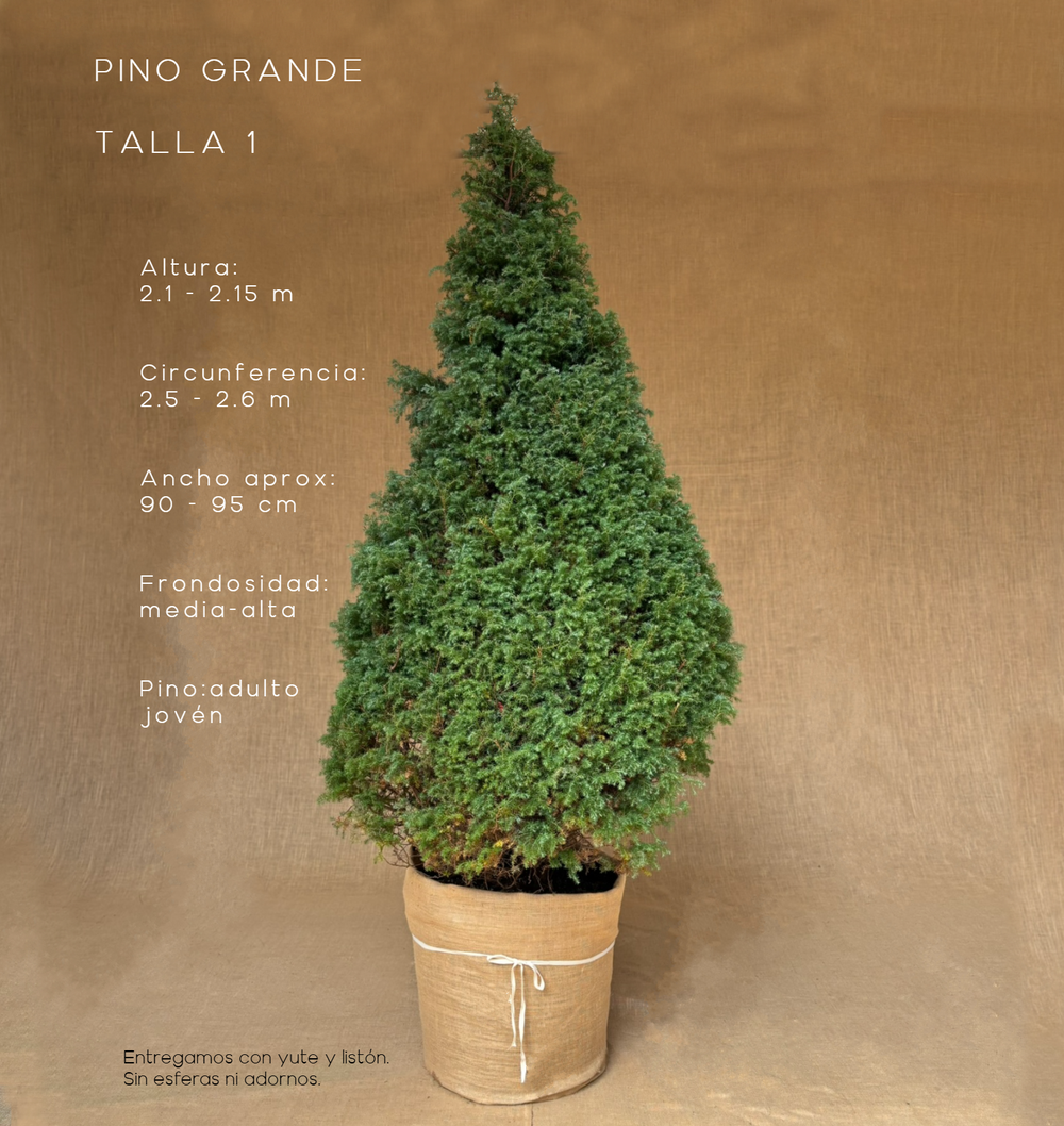PINO GRANDE TALLA 1 ( 210 CM A 215 CM ) CON ENTREGA Y RECOLECCIÓN
