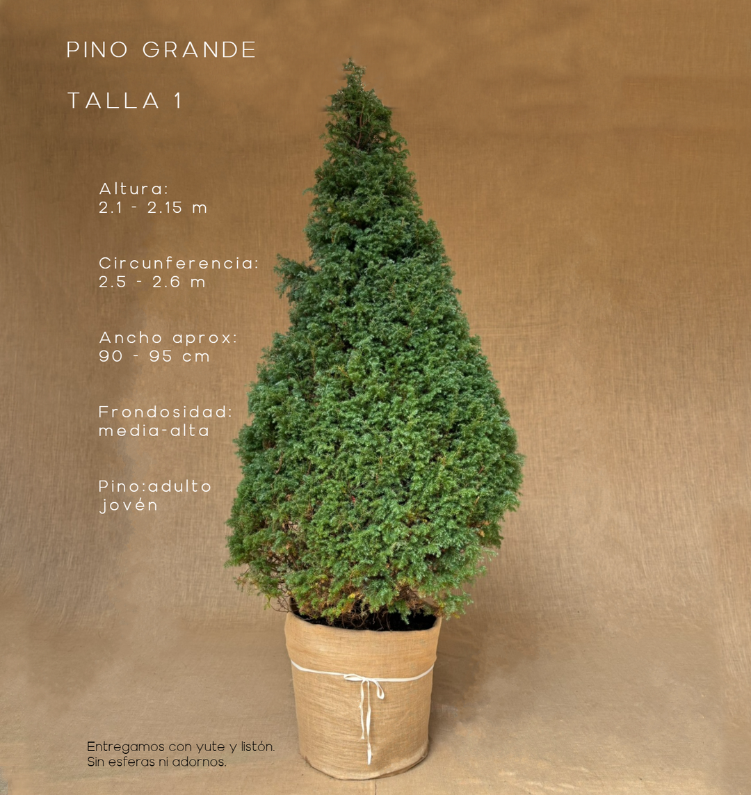 PINO GRANDE TALLA 1 ( 210 CM A 215 CM ) CON ENTREGA Y RECOLECCIÓN