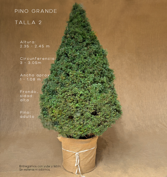 PINO GRANDE TALLA 2 ( 235 CM A 245 CM ) CON ENTREGA Y RECOLECCIÓN