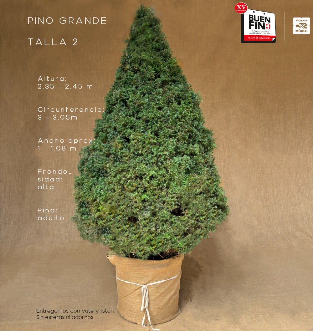 PINO GRANDE TALLA 2 ( 235 CM A 245 CM ) CON ENTREGA Y RECOLECCIÓN