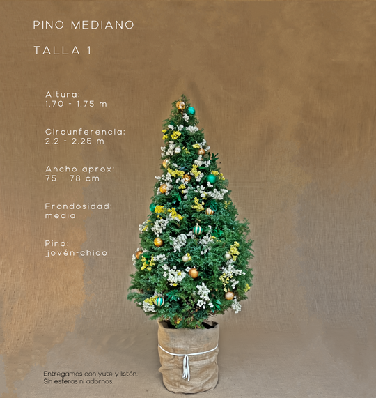 PINO MEDIANO TALLA 1 ( 170 CM A 175 CM ) CON ENTREGA Y RECOLECCIÓN