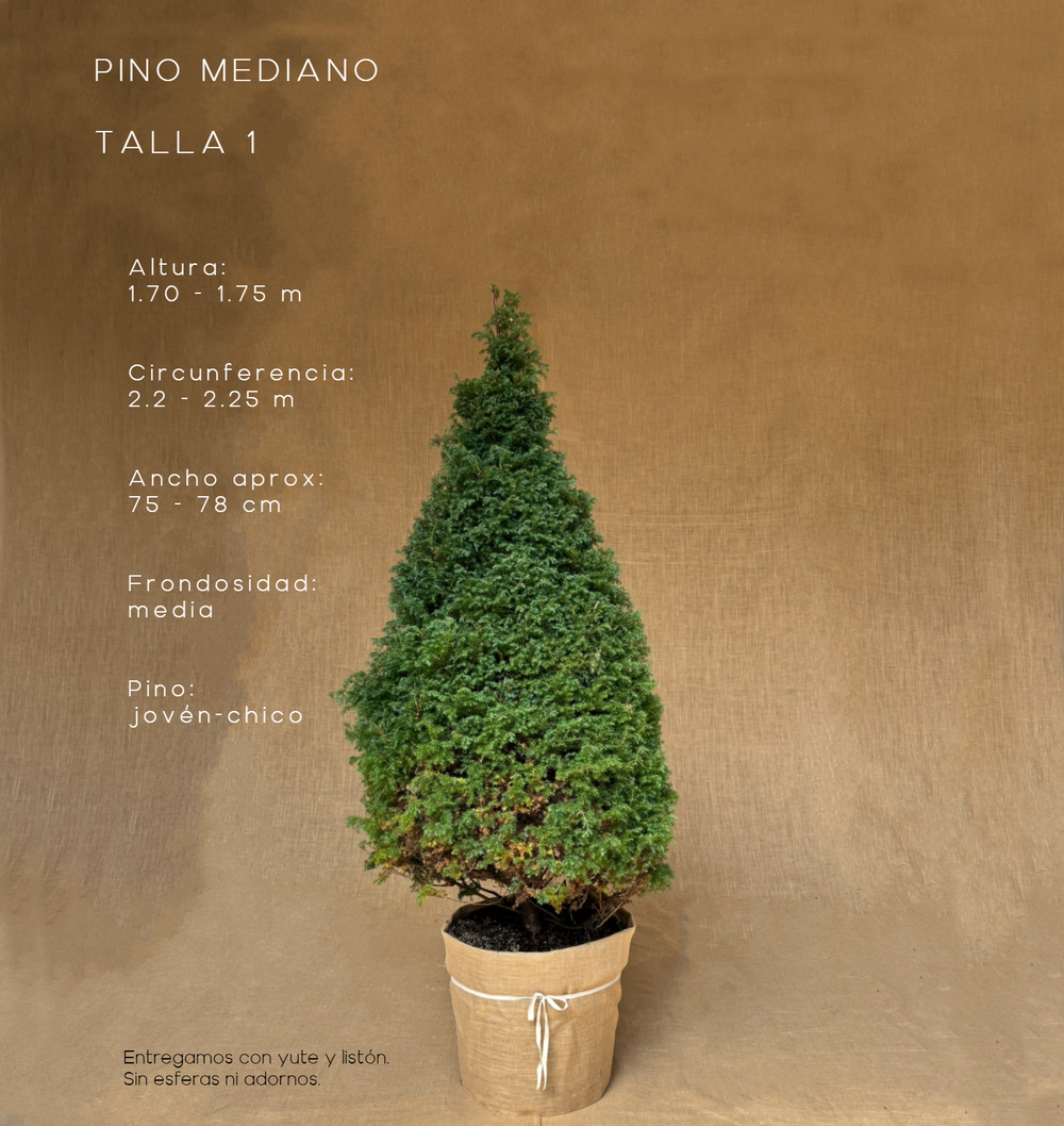PINO MEDIANO TALLA 1 ( 170 CM A 175 CM ) CON ENTREGA Y RECOLECCIÓN