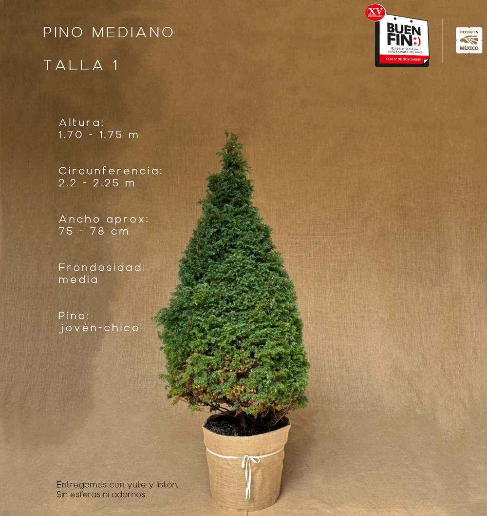 PINO MEDIANO TALLA 1 ( 170 CM A 175 CM ) CON ENTREGA Y RECOLECCIÓN