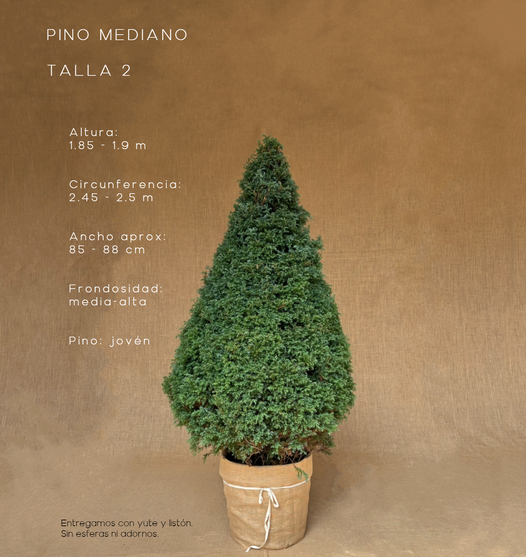 PINO MEDIANO TALLA 2 ( 185 CM A 190 CM ) CON ENTREGA Y RECOLECCIÓN