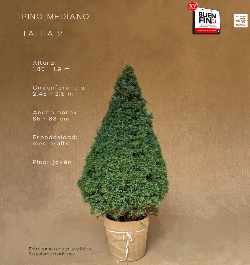 PINO MEDIANO TALLA 2 ( 185 CM A 190 CM ) CON ENTREGA Y RECOLECCIÓN