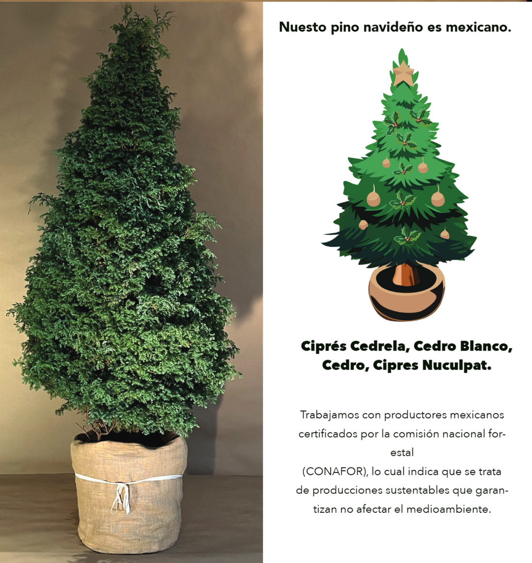 PINO MEDIANO TALLA 1 ( 170 CM A 175 CM ) CON ENTREGA, SIN RECOLECCIÓN