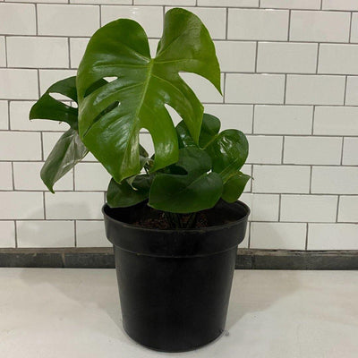 P116 Piñanona III ( Monstera deliciosa ) KÁAX Flora Urbana