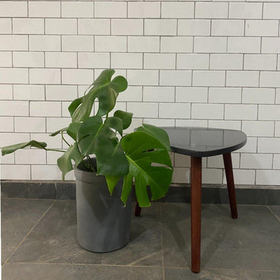 P116 Piñanona III ( Monstera deliciosa ) KÁAX Flora Urbana