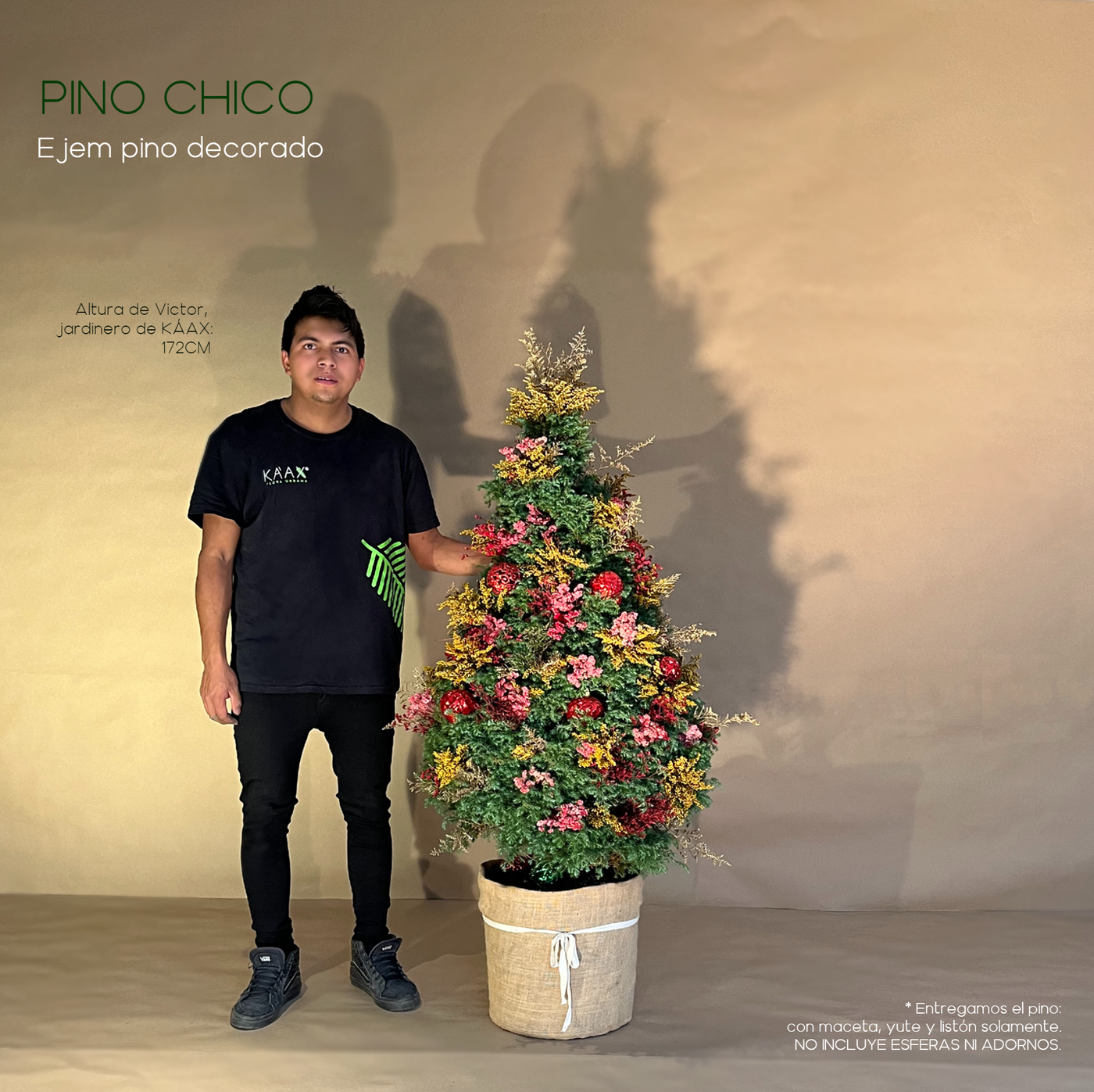 PINO CHICO CON ENTREGA, SIN RECOLECCIÓN