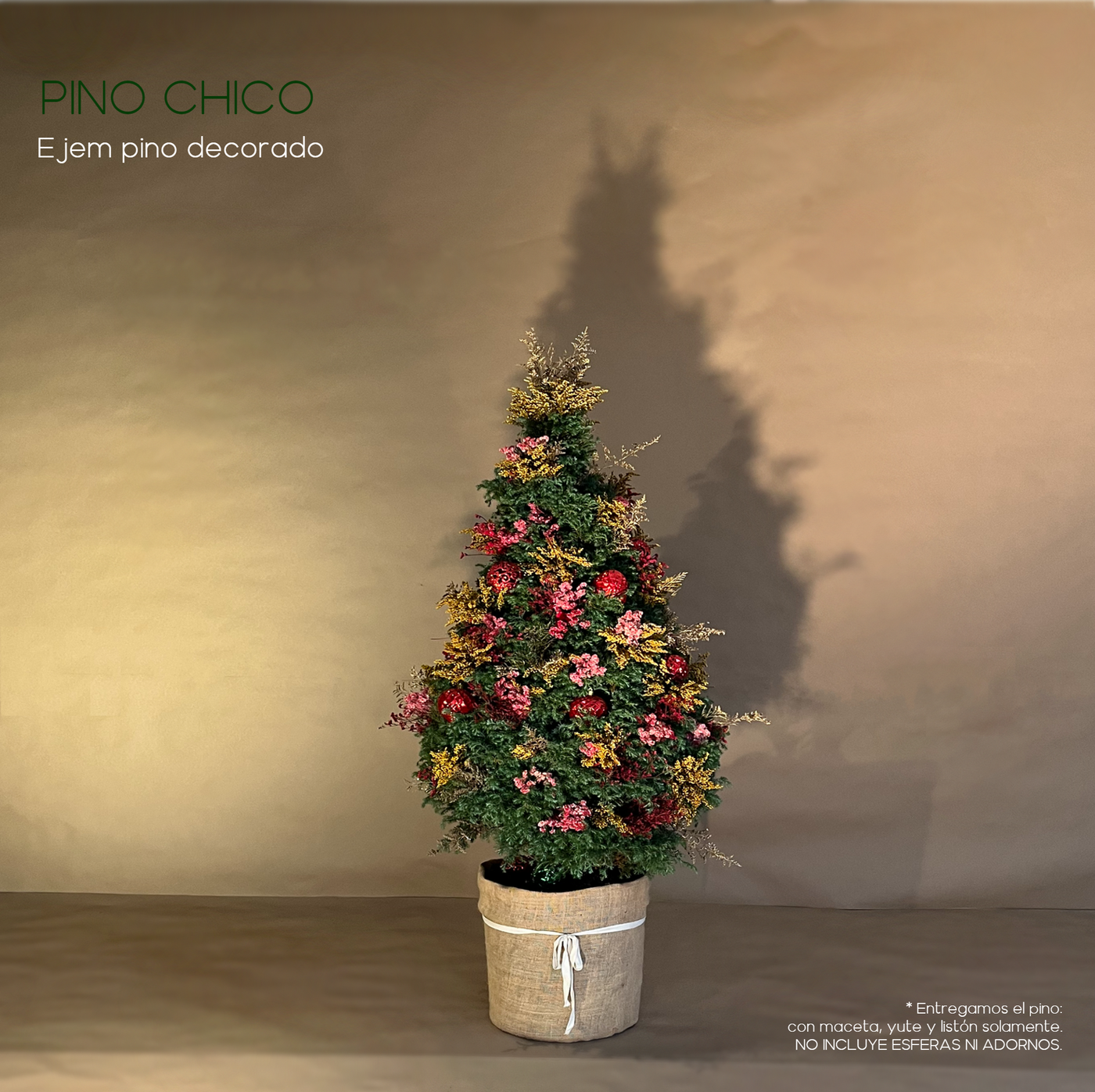 PINO CHICO CON ENTREGA, SIN RECOLECCIÓN